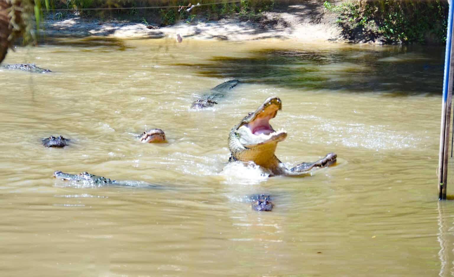 Are there alligators in Tampa in 2024? A Backpacker's World