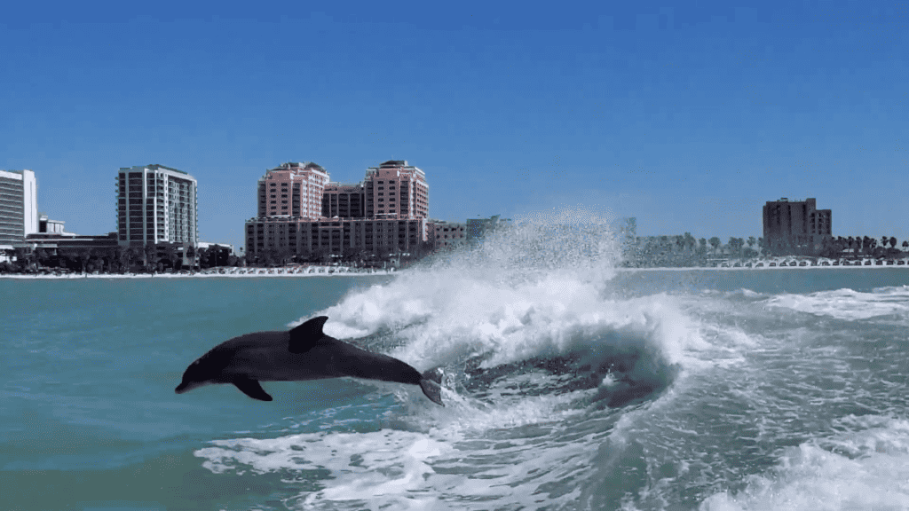 A picture of a dolphin jumping through the waves with a view of Tampa in the background. 