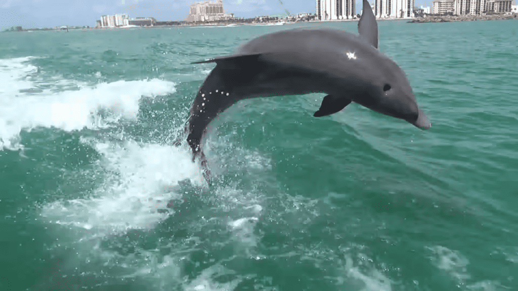 A picture of a dolphin jumping out of the water.