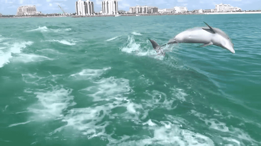 A picture of a dolphin jumping out of the water. 