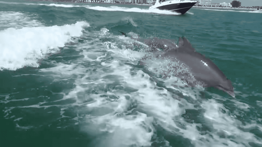 Some dolphins swimming in the water alongside a boat during a tour. 
