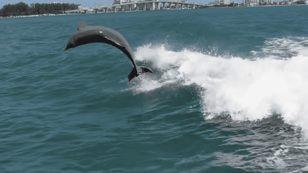 A dolphin curved while jumping out of the water. 