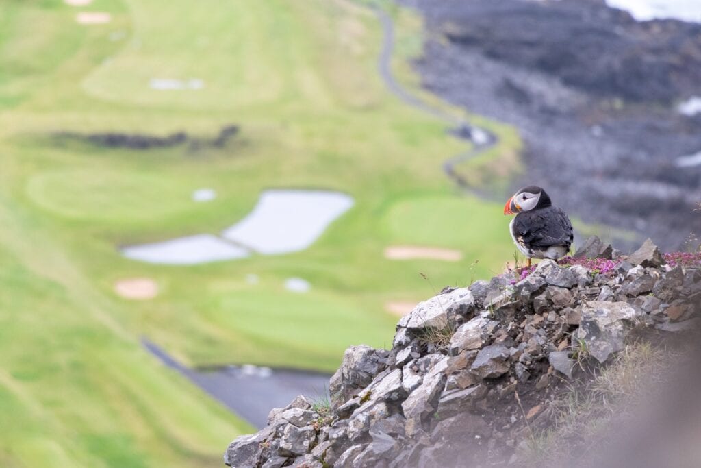 A picture of a puffin on the Westman Islands.