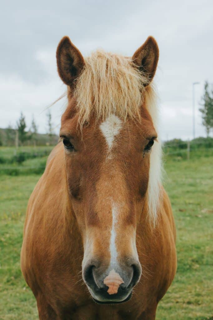 A head on picture of an Icelandic horse.