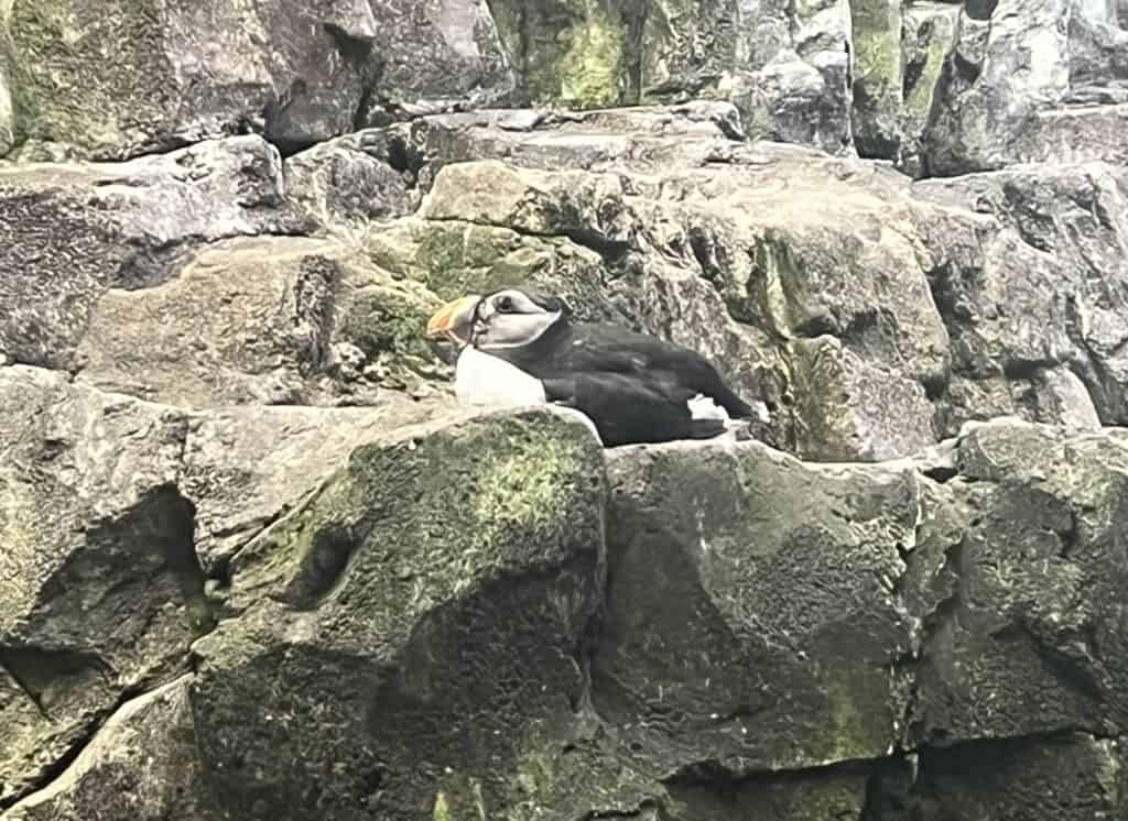 A picture I took during a Reykjavik puffin tour zoomed in on a puffin sitting on a rock on a rocky cliff face. 