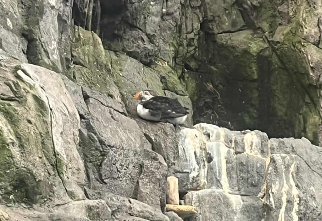 Anothe picture I took during a puffin tour from Reykjavik of a puffin sitting on a ledge on a cliff. 