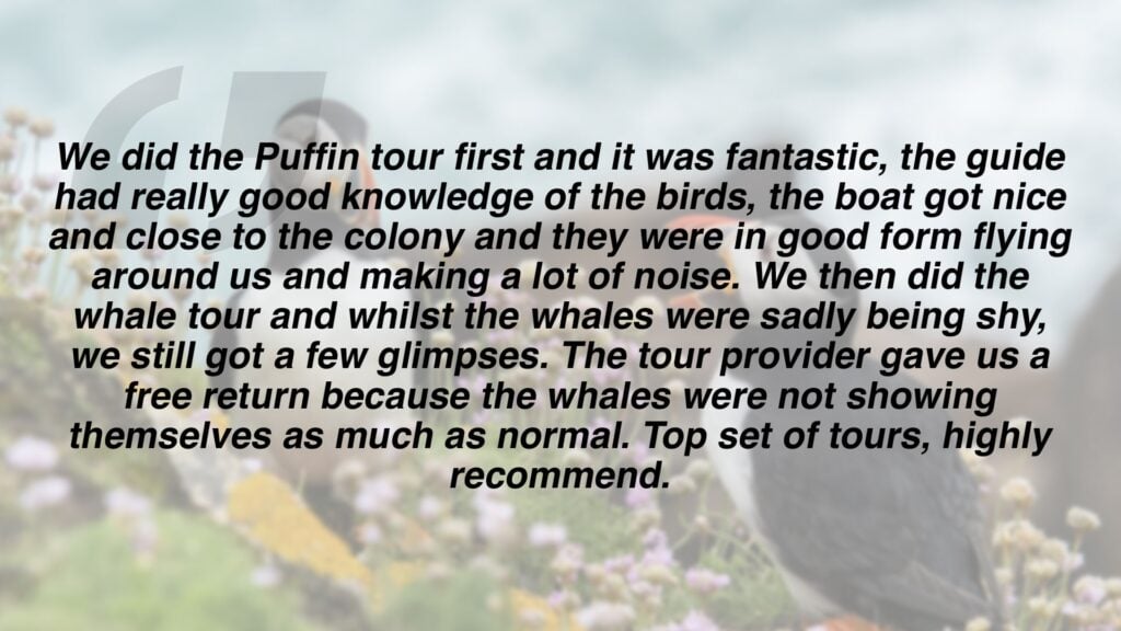 Review which says "We did the Puffin tour first and it was fantastic, the guide had really good knowledge of the birds, the boat got nice and close to the colony and they were in good form flying around us and making a lot of noise. We then did the whale tour and whilst the whales were sadly being shy, we still got a few glimpses. The tour provider gave us a free return because the whales were not showing themselves as much as normal. Top set of tours, highly recommend."
