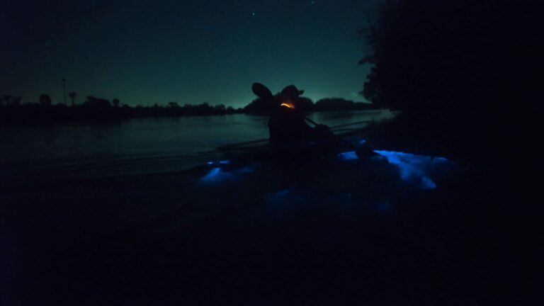 10 Best Bioluminescence Kayaking Florida Tours 2025