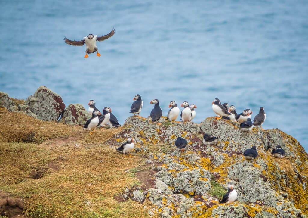 A group of puffins sitting on a rocky island with one flying above. 