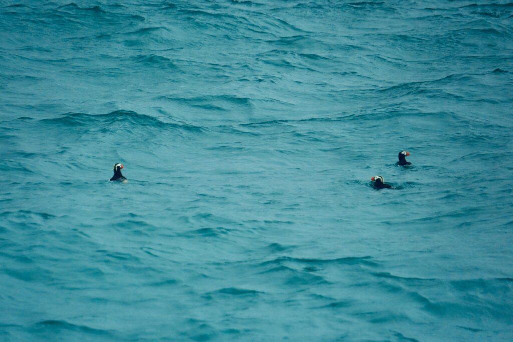 3 puffins swimming in the sea. 