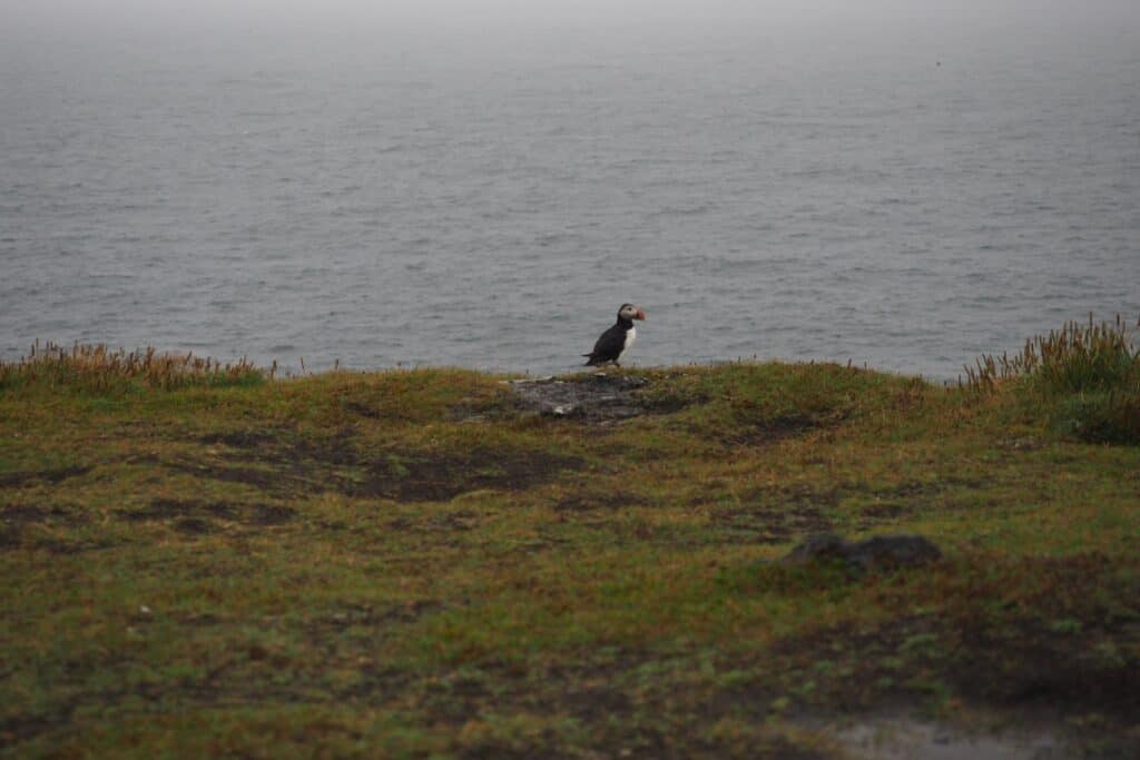 A single puffin walking along the edge of an island on a grassy but rocky terrain. 