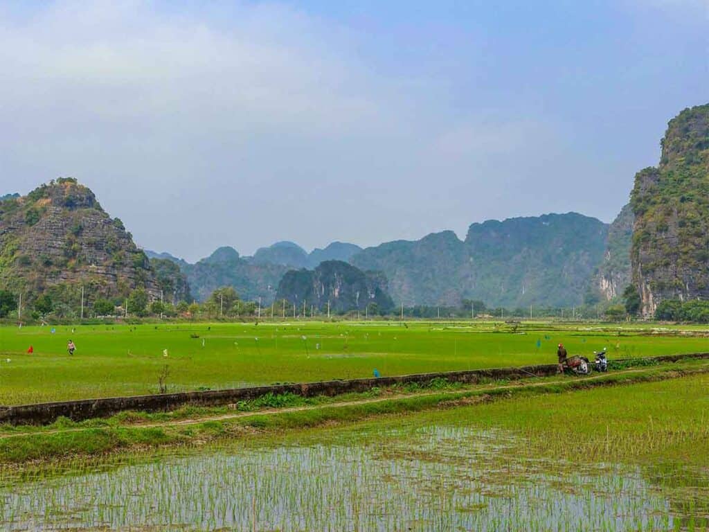 Lush green rice fields spread across the flat lands of Tam Coc, Vietnam, with local farmers working and limestone mountains rising in the backdrop.